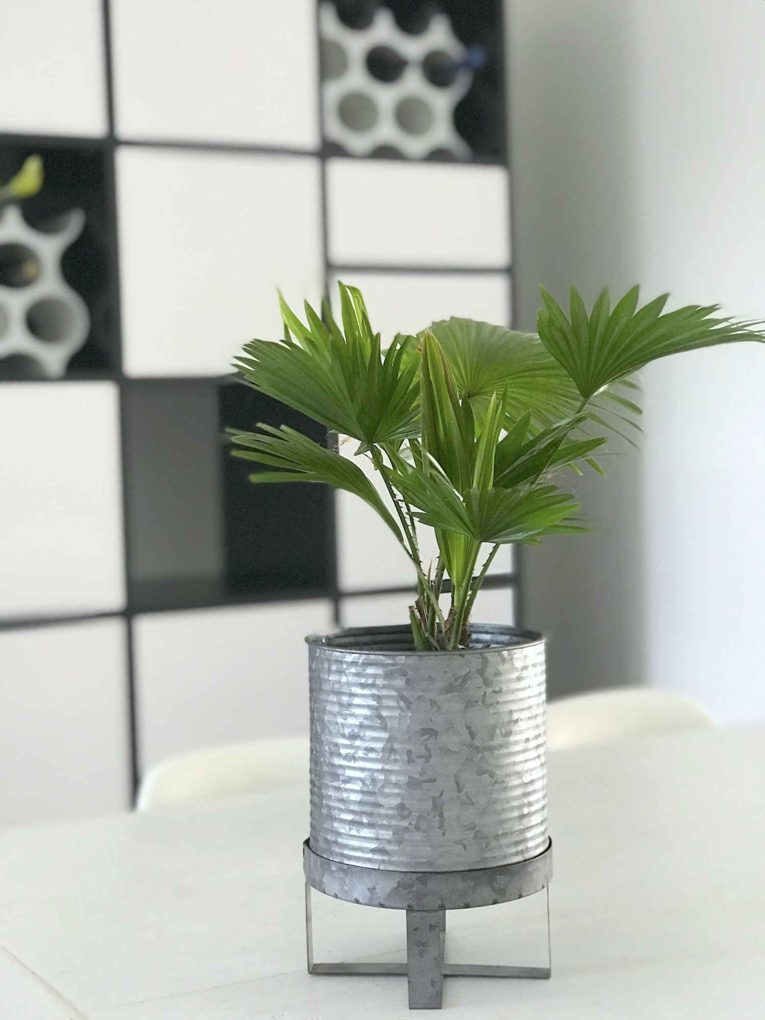 Kuechen Regal mit Pflanze - sophiagaleria